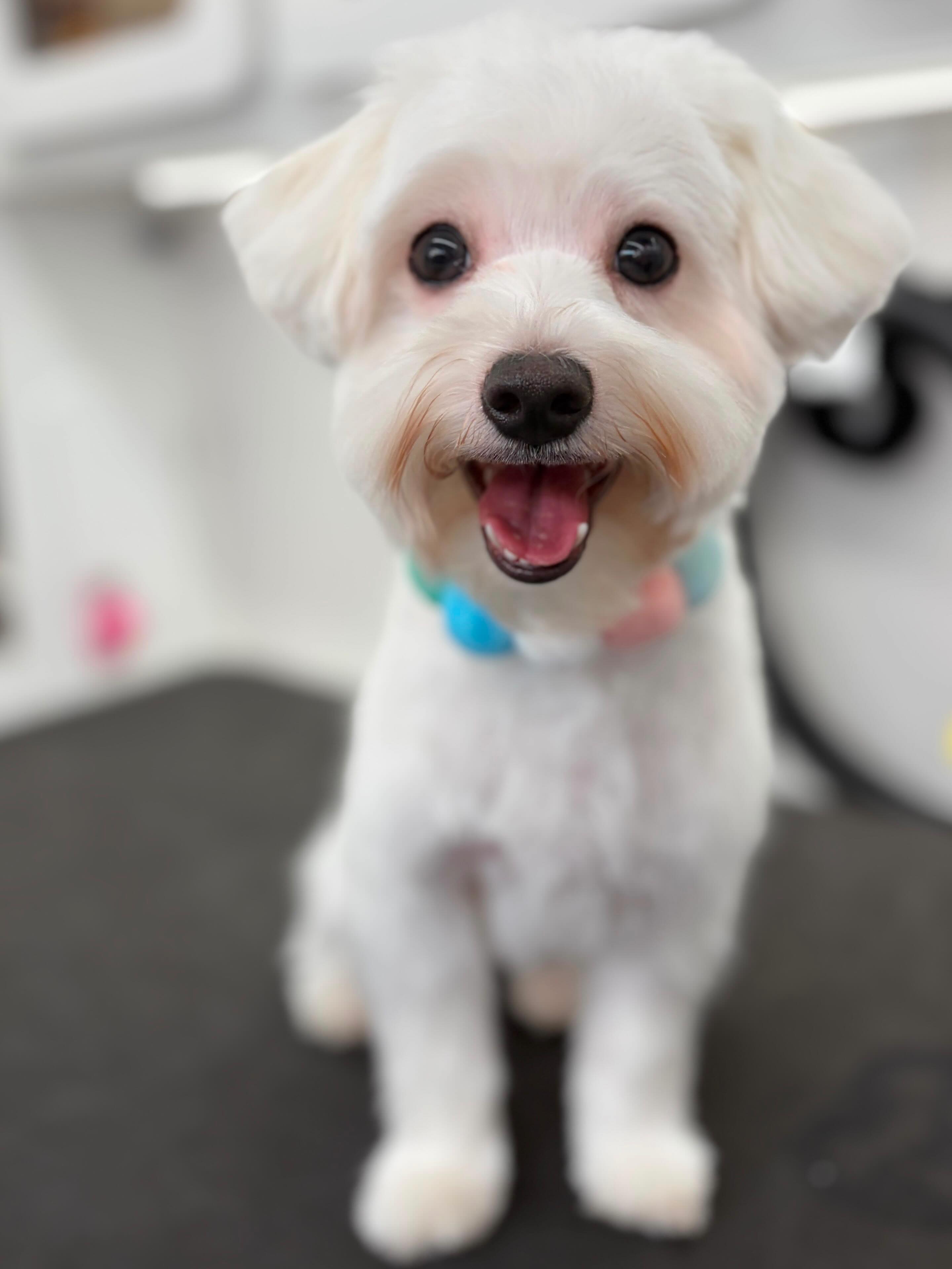 Mobile dog grooming experience