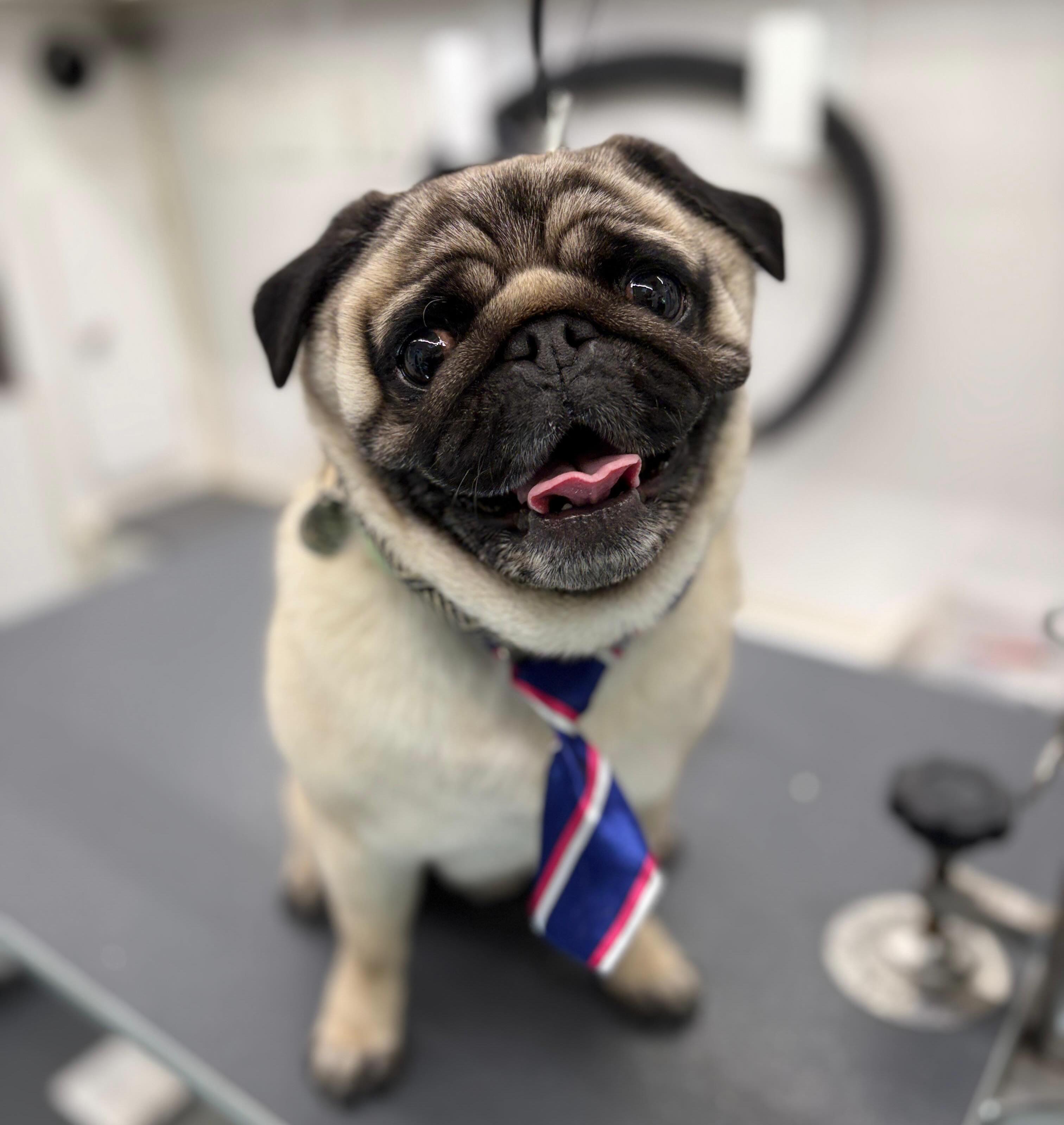 Groomed dog photo 2