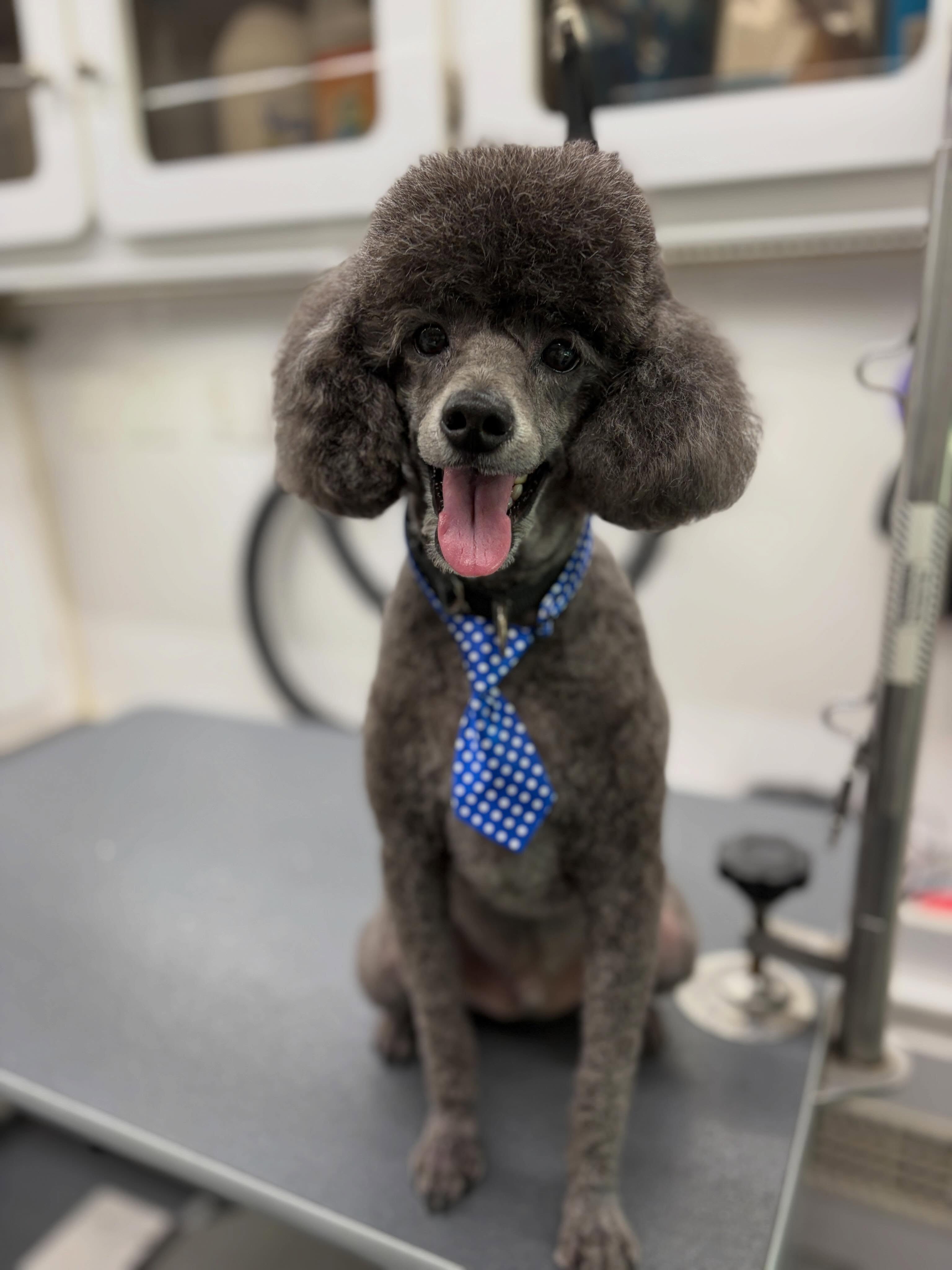 Groomed dog photo 5