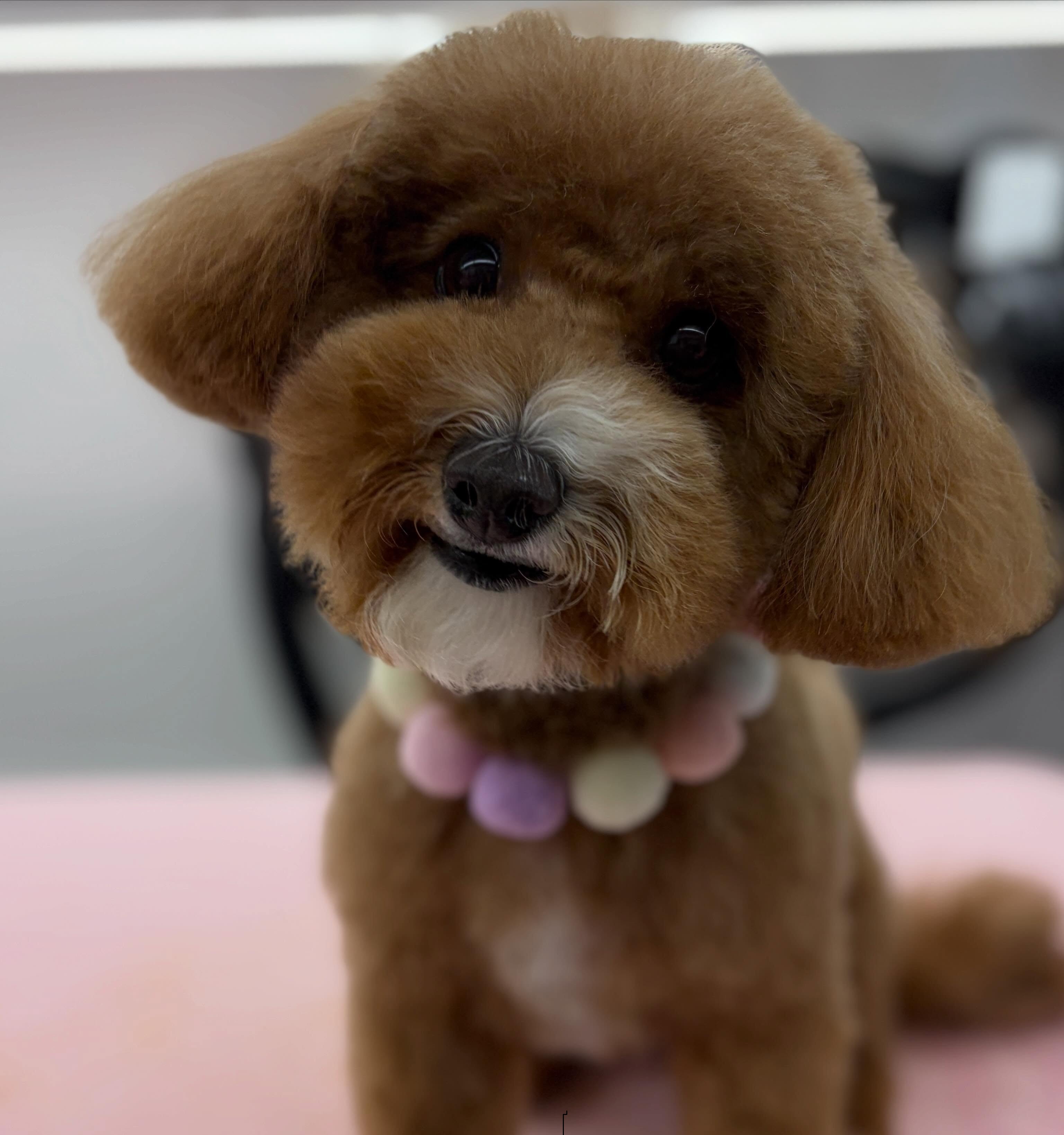 After grooming